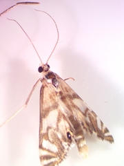 Neocataclysta magnificalis