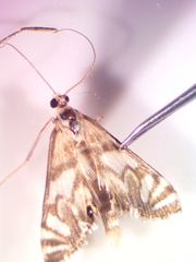 Neocataclysta magnificalis
