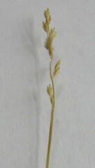 Festuca filiformis