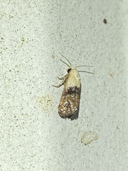 Eugnosta erigeronana