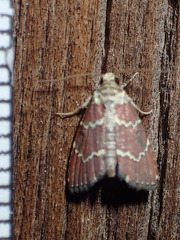 Phoenicophanta modestula