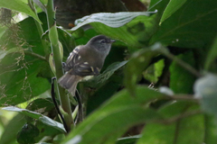 Phyllomyias uropygialis