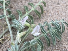 Astragalus geyeri