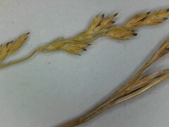 Festuca filiformis
