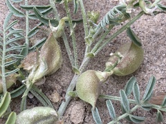 Astragalus geyeri