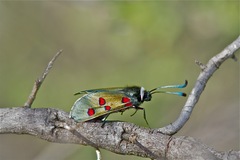 Zygaena lavandulae