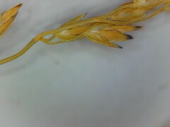 Festuca filiformis