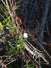 Rhabdadenia biflora