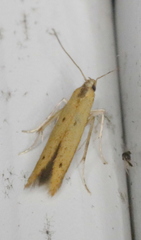 Batrachedra pinicolella