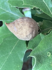 Amphibolips quercusilicifoliae