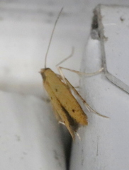 Batrachedra pinicolella