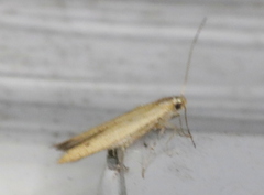 Batrachedra pinicolella