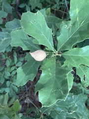 Amphibolips quercusilicifoliae