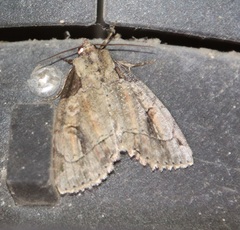 Stibaera