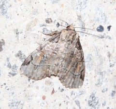 Stibaera