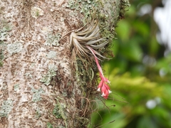 Tillandsia recurvifolia