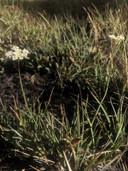 Perideridia parishii parishii