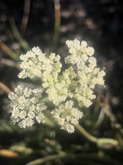 Perideridia parishii parishii