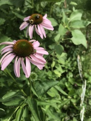 Agapostemon virescens