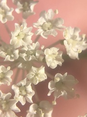 Perideridia parishii parishii