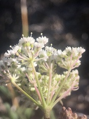 Perideridia parishii parishii