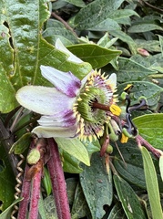 Passiflora alnifolia