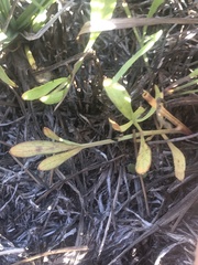 Perideridia parishii parishii