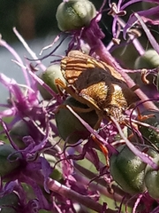 Carpocoris purpureipennis