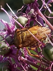 Carpocoris purpureipennis