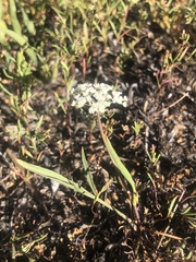 Perideridia parishii parishii