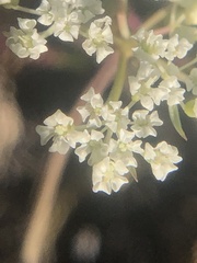 Perideridia parishii parishii