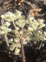 Perideridia parishii parishii