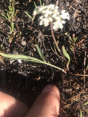 Perideridia parishii parishii