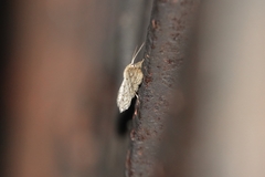 Idaea moniliata