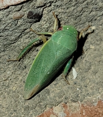 Hamana