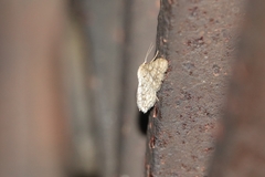 Idaea moniliata