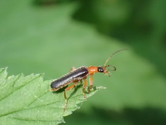Cantharis nigra