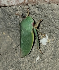 Hamana