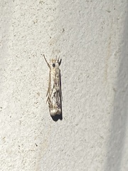 Microcrambus kimballi
