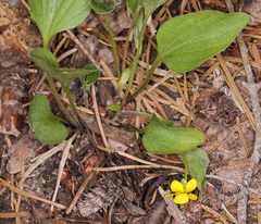 Viola praemorsa