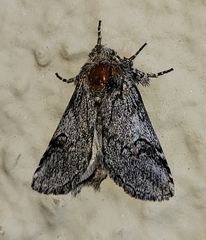 Astiptodonta aonides