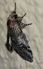 Astiptodonta aonides