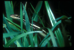 Trachylepis megalura