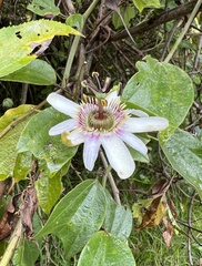 Passiflora alnifolia