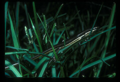 Trachylepis megalura