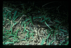 Trachylepis megalura