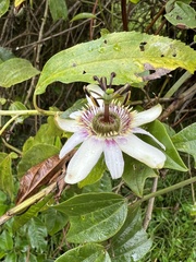 Passiflora alnifolia
