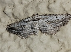 Nepterotaea