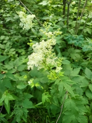 Filipendula ulmaria