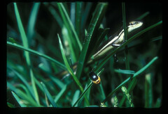 Trachylepis megalura